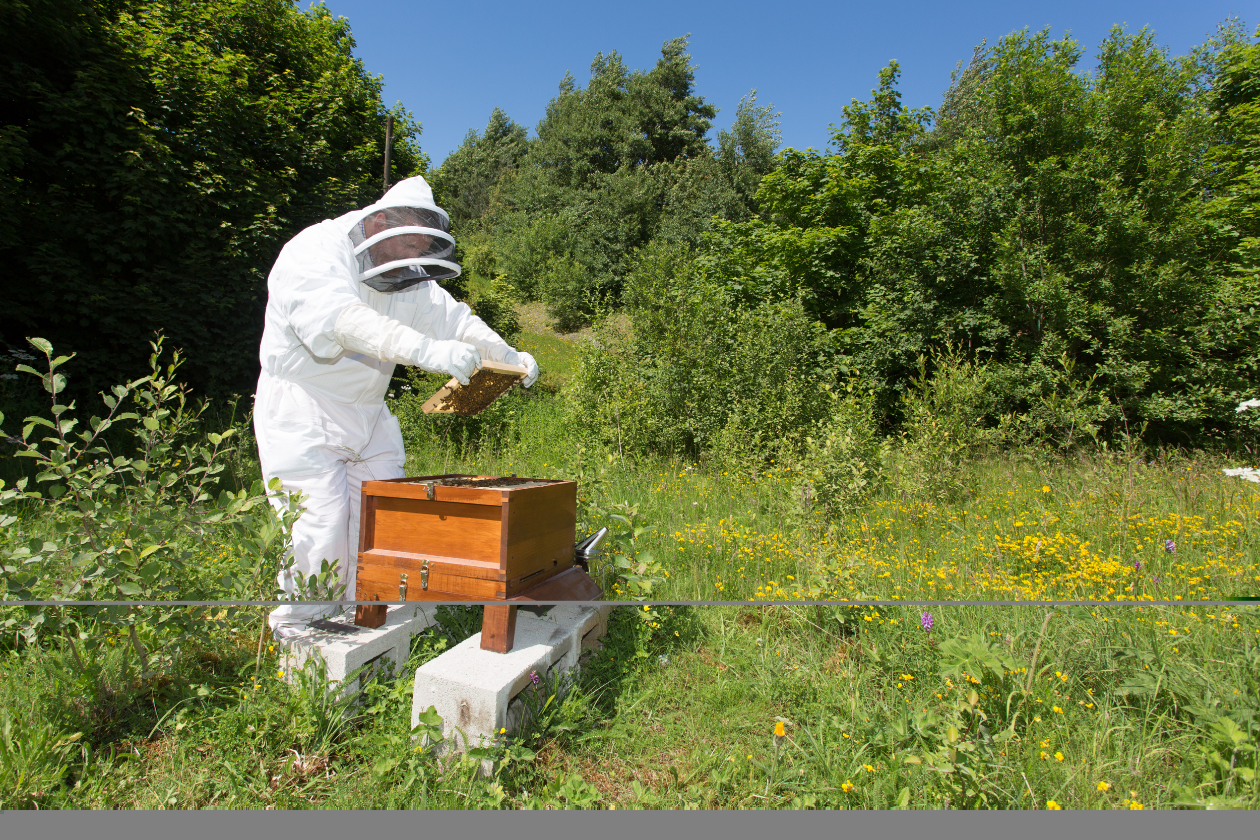 Hope’s Alan Porter caring honey bee colonies 