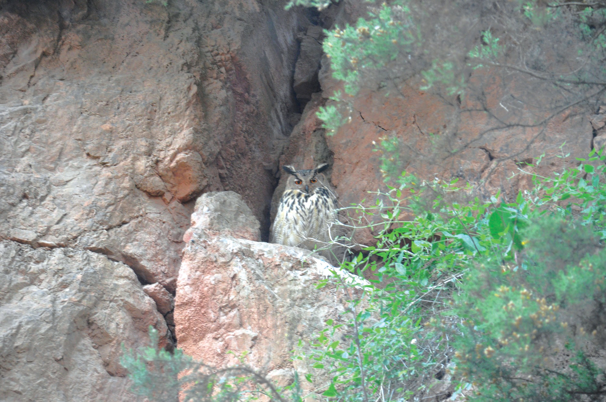 Owl at Tarmac Stowfield Quarry