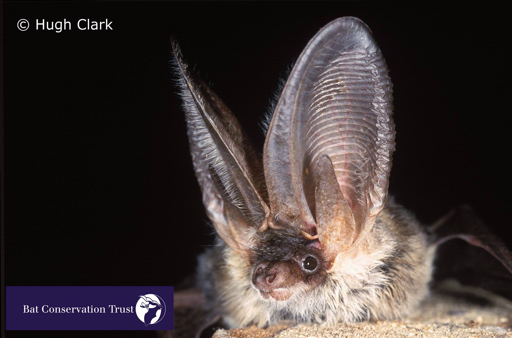 The grey long-eared bat