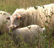 Holcim Granulats Belgique and Natagora Association have reintroduced sheep 