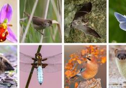 Photo (from left to right): Bee orchid by Mark Godden; reed warbler by Roger Bennett; whiskered bat by John J Kaczanow; common blue butterfly by Nigel Osman; hedgehog by Anthony Elgey; broad-bodied chaser dragonfly by Malcolm Jarvis; jay by Dave Barnes; and stoat by Dave Barnes