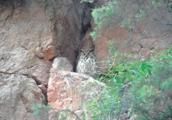 Owl at Tarmac Stowfield Quarry