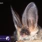The grey long-eared bat